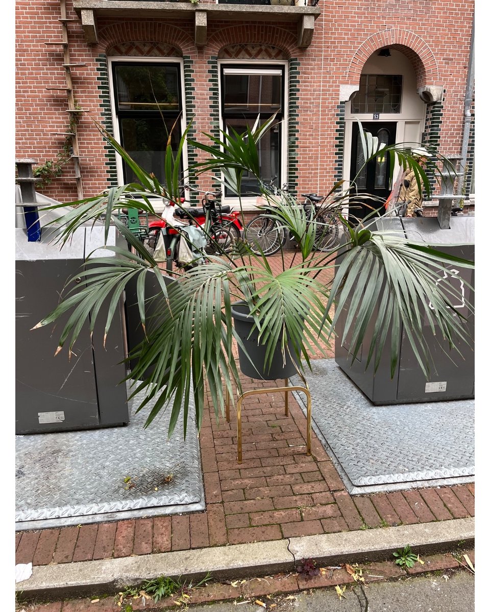 Mooie, wijde palm + frans bijzettafeltje