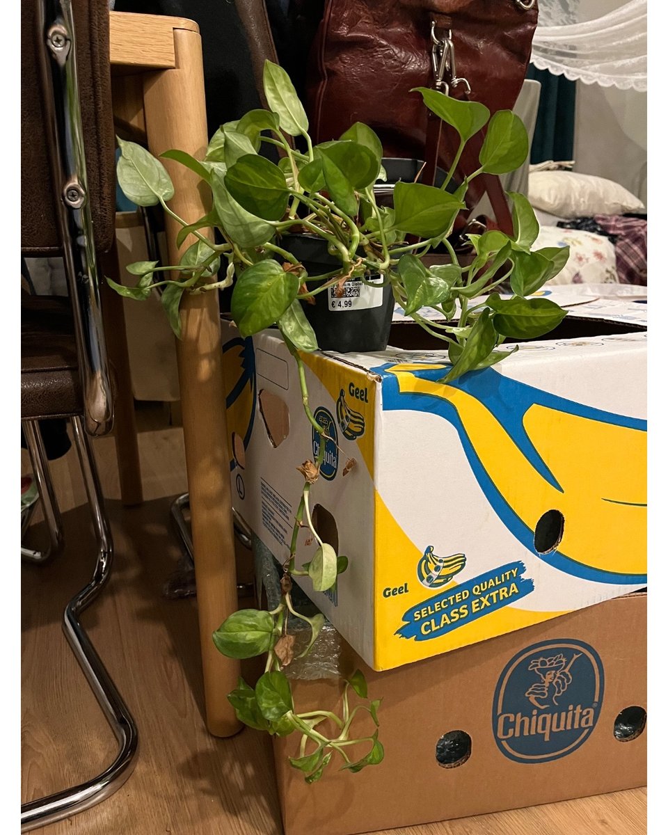 epipremnum plant, geen beestjes gewoon geen plek meer voor helaas
Ikea badkamer lamp, schroeven ben ik kwijt maar werkt!
2 compete bananendozen (2x bovenkant 2x onderkant)
1 action verhuisdoos en evt 1 waarbij het handvat is doorgescheurd
Dm me op @krantenartikel!