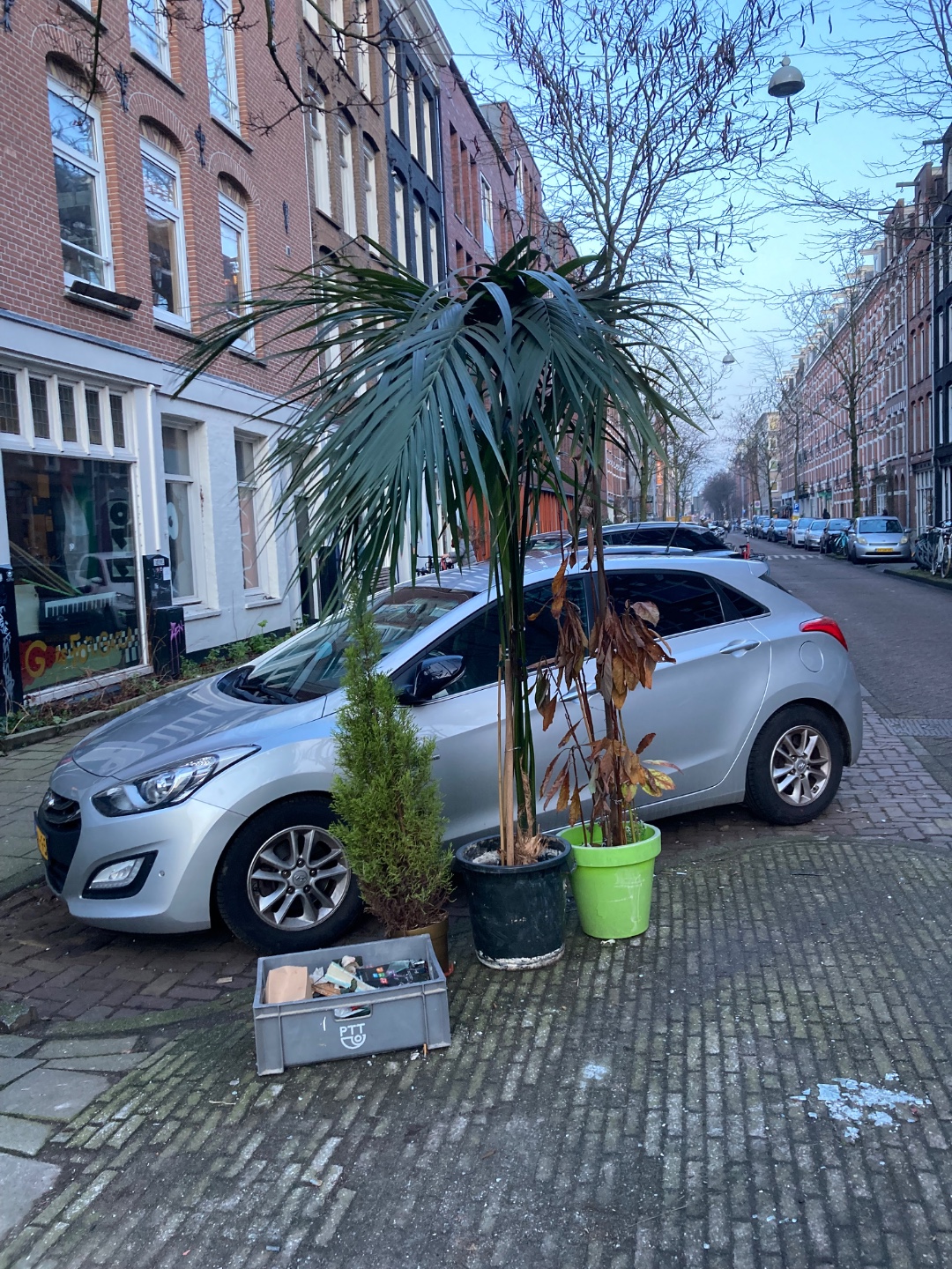 It has been standing here all day. Sadly I can’t lift it, it’s big and heavy. But what am amazing plant!