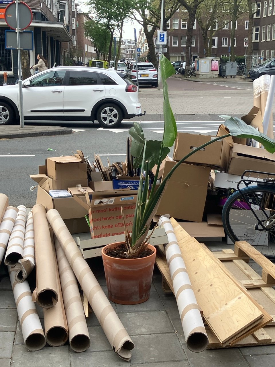 Plant strelitzia