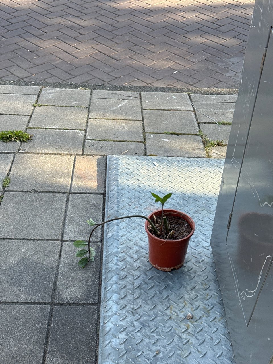 Cuuuutie plant!!